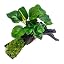 Anubias and moss on mangrove