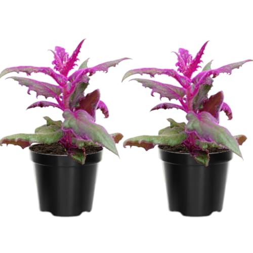 2 Gynura Aurantiaca Purple Passion Plants Live Indoor in 2.5 Inch Pot, Velvet Plant Live Houseplant, Purple Live Plant