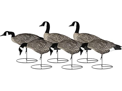 Dakota Decoys Signature Series Lesser Canada Goose Decoys, 6 Pack - A Rogers Exclusive