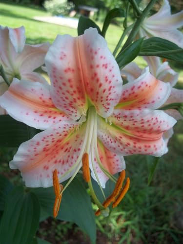 SVG® Oriental lily Double Imported Flower Bulbs All season for Your Home and Gardening Pack 2 bulbs (TRICOLOR)