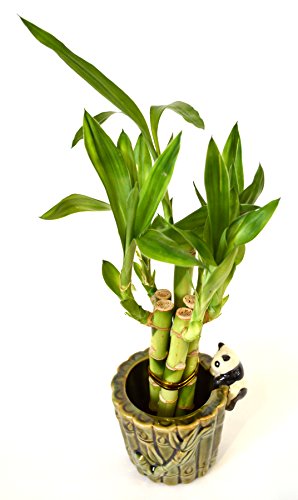 9Greenbox B001SI04VI Lucky Bamboo - Ceramic Panda Vase thumb #1