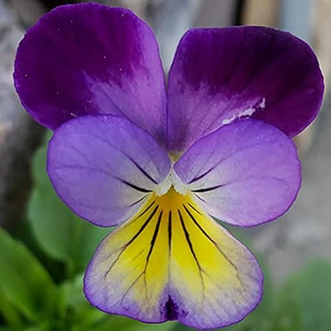 Welldales 50 Tri Colour Viola Seeds Cover