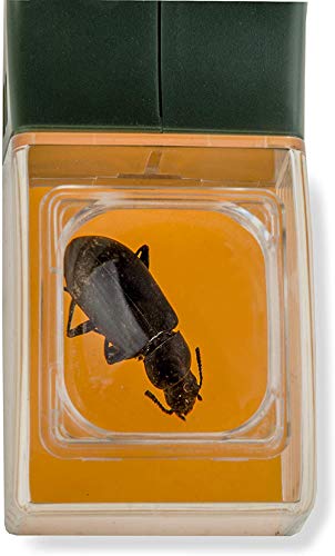 Coletor com lupa de aumento 5x BugView Carson para observação de insetos HU10, cinza/laranja