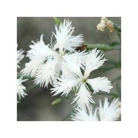 Amazon ナデシコ テルスター ミックス 8ポットセット 3号苗 花苗 セット販売 ガーデニング 花苗 まとめ売り なでしこ 撫子 花 Amazon ナデシコ テルスター ミックス 8ポットセット 3号苗 花苗 セット販売 ガーデニング 花苗 まとめ売り なでしこ 撫子 花