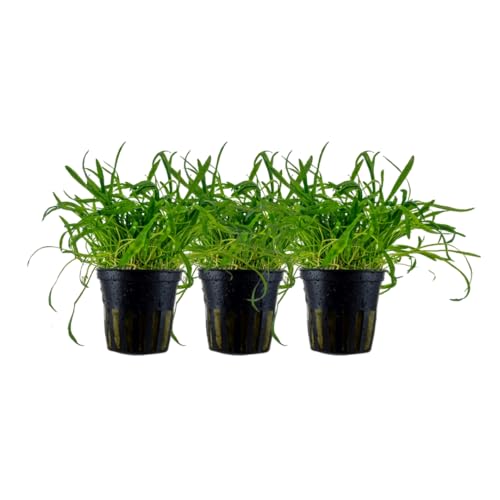 AquaOne Aquarium Pflanze 3 Stück Lilaeopsis brasiliensis I Wasserpflanze Aquariumpflanze Ausläufer voll durchwurzelt einfach pflegeleicht Aquascaping Dekoration