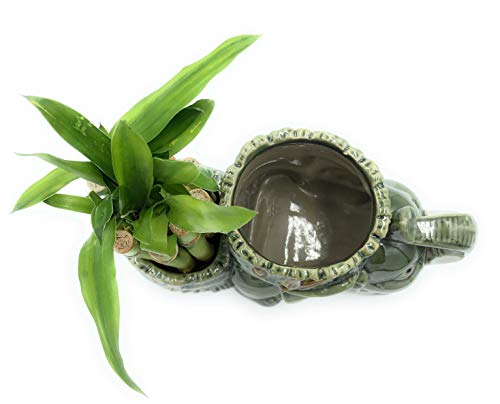 Collectiom By Tiffany Lucky Bamboo Decorative Elephant Pot 7X4.5 Inches L Home Decoration L Decorative Vase For Lucky Bamboo L Ceramic Planter L Gift For Business Opening L Gift For Mom thumb #4