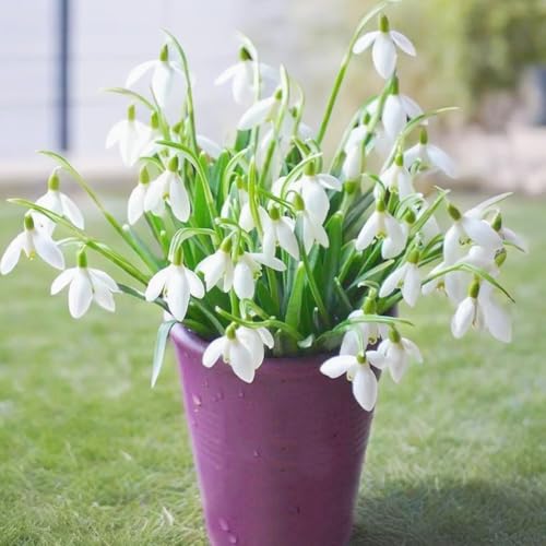 Comprar bulbos cerezas de marzo - bulbos de ación temprana, balcón Cebolla copo nieve marzo resistentes, para balcones, 6pcs