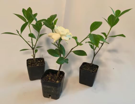 Gardenia ‘Frostproof’ Live Plants (3 Pack) – Cold Hardy Fragrant Evergreen Shrub – Large Double White Flowers – Easy Gardenia for Garden or Patio – 3 Inch Pots