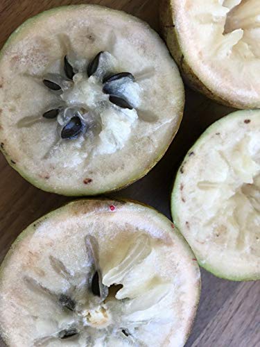 Green Caimito Star Apple Chrysophyllum Cainito Seedling Plant Potted Fruit Tree #TOP1