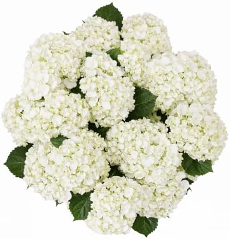 GlobalRose 10 White Hydrangeas – Responsibly Sourced White Flower...
