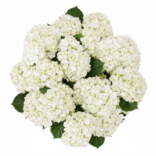GlobalRose 20 White Hydrangea Flowers Responsibly Sourced Hand-Picked Fresh Bouquet
