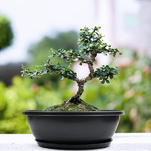 Livzing 15inch Pack of 5 Bonsai Flower Pot with Tray - Virgin Planter Pots with Drain Holes – Indoor Outdoor Balcony Gardening Pots - Oval Shaped Grow Pots for Plants - Black
