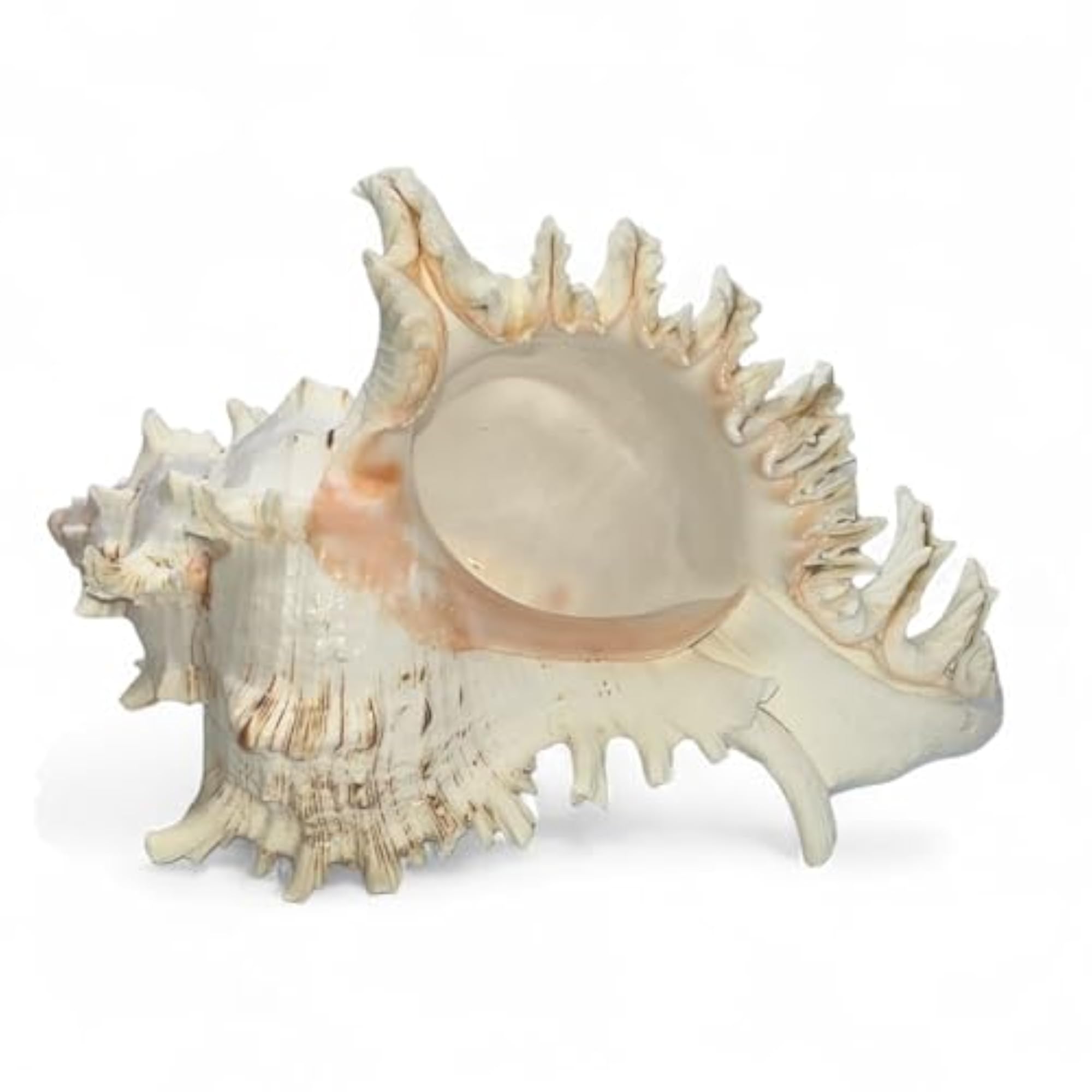 Large Conch Shell for Aquarium and Beach Decor