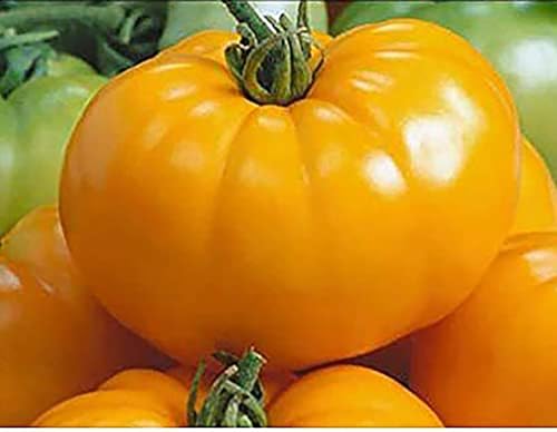 Yellow Brandywine Heirloom Tomato Seeds