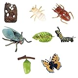 Accessoire d'affichage du cycle de croissance : un merveilleux pour les enfants ou les , qui les aide à en apprendre davantage sur les insectes, le modèle