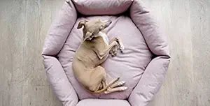 Slatters Be Royal Store Reversible Dual Ultra Soft Velvet Luxury Sofa Bed PET Bed | Dog Bed | CAT Bed | Puppies Puppy Bed | Rabbit Bed (Product Dimensions 68*68*20 in cm)