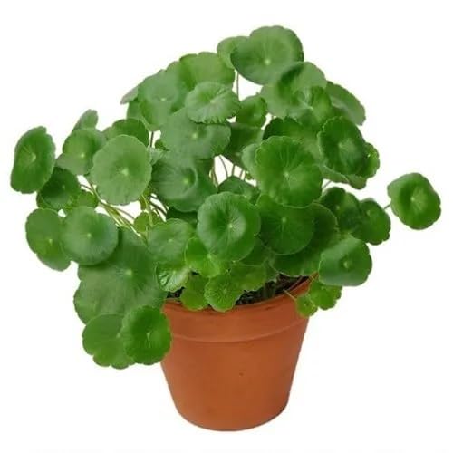 100Pcs Green Gotu kola Plants Seeds