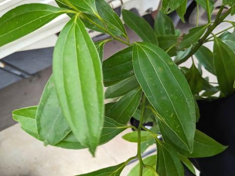 Amazon | ニッケイ 肉桂 ニッキ 90 シナモン苗木 常緑樹！ | 植木
