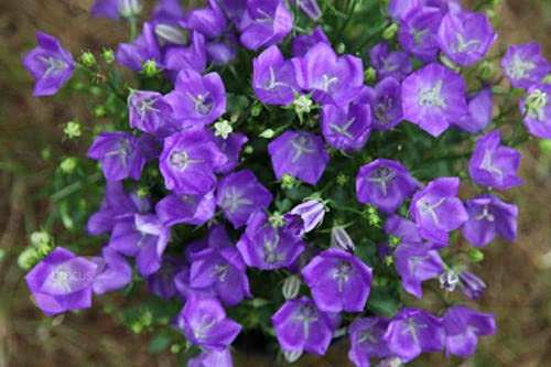 FLEUR DE TUSSOCK BLEU - 5400 GRANI - Campanula carpatica - FLEUR VIVACE