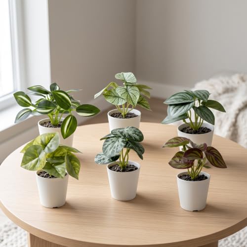 Image of Dekorly Pack of 6 Mini Artificial Potted Plants, Small Indoor Potted Houseplants, Small Faux Plants for Home Decor Bathroom Office Farmhouse (Mini Botanical Collection)
