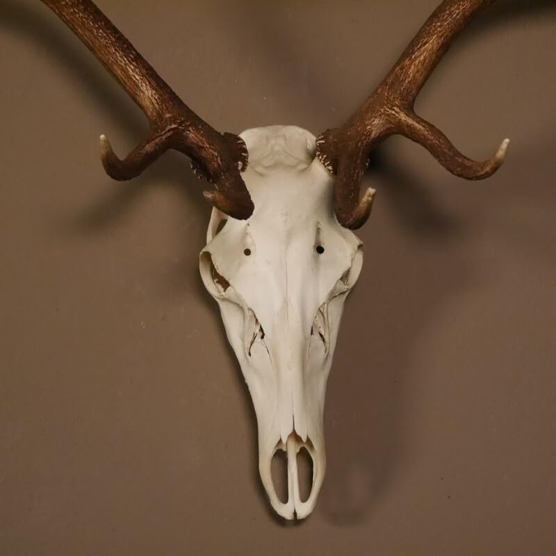 GTK - Geweihe & Trophäen KRUMHOLZ 8 Ender Rothirsch Geweih mit ganzer Nase und ganzem Oberkiefer Höhe 117 cm Hirschgeweih Hirsch #70.841