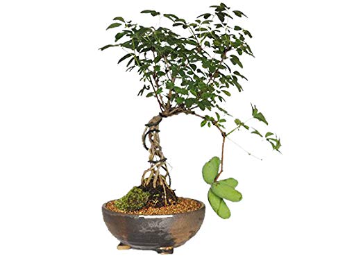 Amazon.co.jp: 盆栽妙 白あけび 50227A1154 : DIY・工具・ガーデン