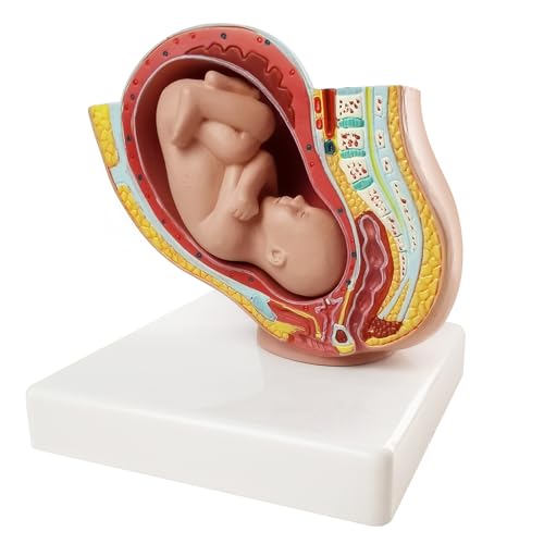 Image of NEW HORIZON Medical Anatomical Pregnant Human Female Pelvis with Pregnancy 9 Months Baby Fetus Mode 1 /2 Life Size with Removable Organs, 2-Parts, Hand Painted