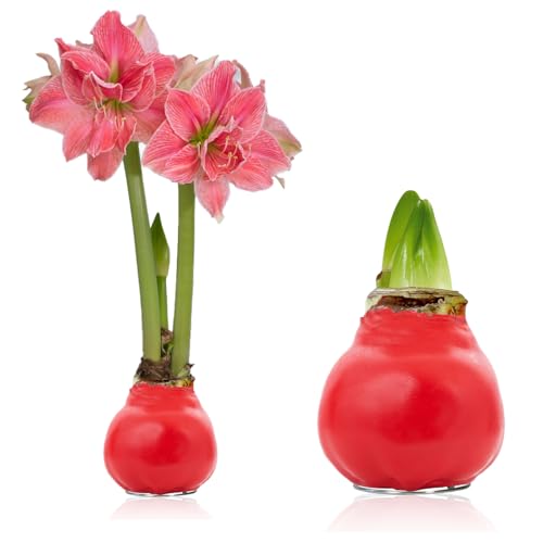 Amaryllis in Wachs Romance - (1 Stück) Rot Wax Amaryllis Zwiebel in Großformat 30/32 - Exklusive Mischung von echte Pflanzen aus Holland - Hippeastrum (keine Samen - nicht künstlich) Amaryllis in Wachs Romance - (1 Stück) Rot Wax Amaryllis Zwiebel in Großformat 30/32 - Exklusive Mischung von echte Pflanzen aus Holland - Hippeastrum (keine Samen - nicht künstlich)
