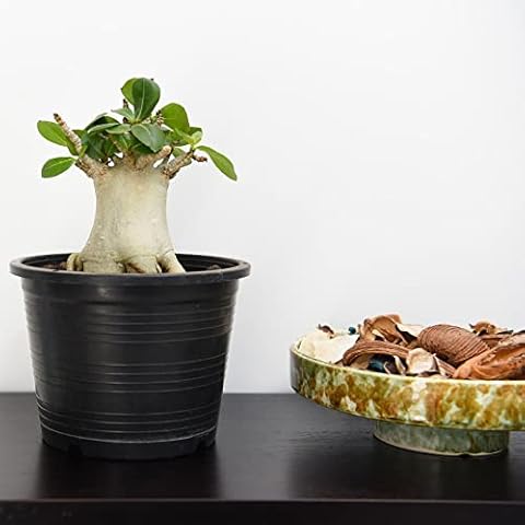 Adenium 'Ansu Baobab' Desert Rose Plant Cover