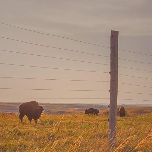 Bluestem Bebop