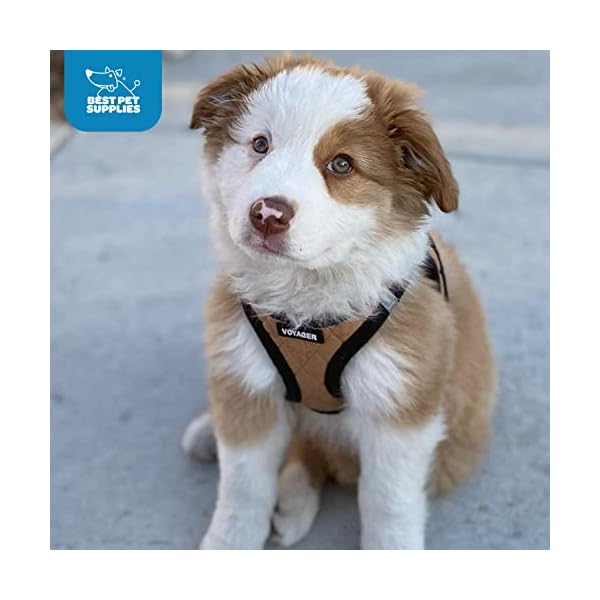 Voyager Step-in Plush Dog Harness – Soft Plush, Step in Vest Harness for Small and Medium Dogs by Best Pet Supplies – Beige Plush, XS (Chest: 13-14.5″) Voyager Step-in Plush Dog Harness – Soft Plush, Step in Vest Harness for Small and Medium Dogs by Best Pet Supplies – Beige Plush, XS (Chest: 13-14.5″)
