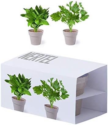 Set de 2 macetas con semillas de menta y perejil en macetero biod...