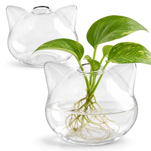 Vase à fleurs de chat et pot de propagation transparent pour plantes