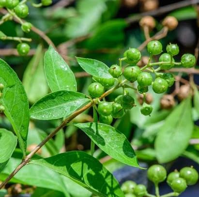 VGR Gardens? Natural Henna Plant | Maruthani Plant | Mehandi Live Plant | Lawsonia Inermis Plants | Dry Tattoo Rare Indianaby Plants | Indoor Outdoor Plant With Pot (B0DDGNZZ3V) Amazon Price History, Amazon Price Tracker