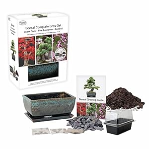Pronto Seed Grow Your Own Bonsai Tree Indoor Plant Kit, Gardening Gifts for Women and Men, Includes 3 Varieties of…