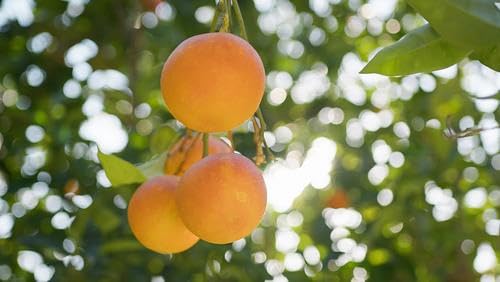 Orange fruits fresh hand picked from orchard naturally grown farm produce (10 lb) - RawJoy