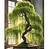 Eversong Weeping Willow Bonsai Tree Cutting to Grow - Thick Trunk Cutting - Great Gift - Fast Growing Indoor or Outdoor Bonsai, Living Desk Plant, Meaningful Present for Home or Office