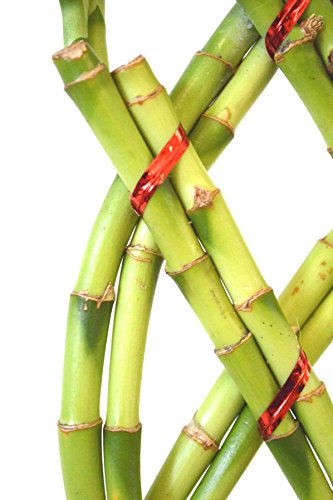 9Greenbox B0043T8YK2 Lucky Bamboo - 8 Braided With Black Ceramic Vase thumb #3