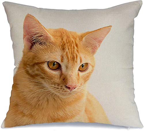 Pillow Cover Bong Thailand Lethargic Cute Abstract Baeo Animals Mind Moss Wildlife Cease Chailai Country Creamy Soft Linen Decorative Square Throw Pillow Cover 18x18 Inch for Couch car Decoration