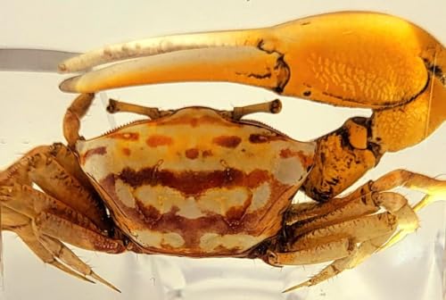 Aquarium Decor Real Golden Fiddler Crab in Crystal Clear Acrylic Specimen 38mm Sea Animal Crafts...