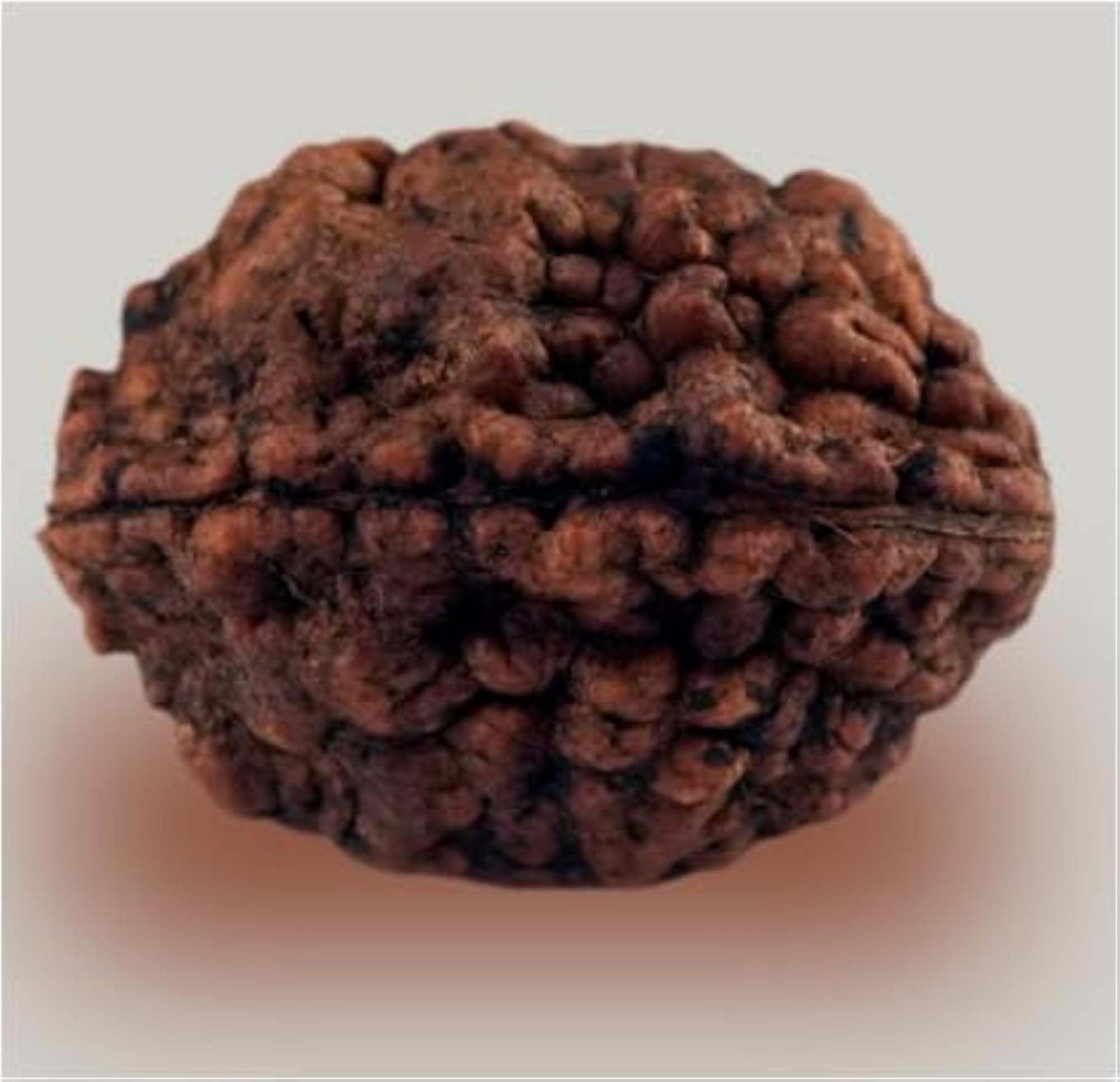 TRINETRA GEMS STONE Original Two Face Rudraksha
