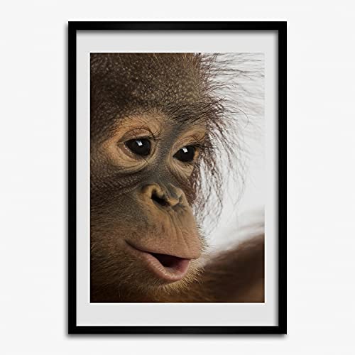 Peinture photo d'orang-outan en cadre en bois moderne pour décorer votre bureau