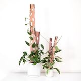 Treleaf Zella Grande Starter Kit – Wooden Extendable Plant Trellis for Indoor Climbing Houseplants – Modular Plant Support with 2 Bases + 2 Extensions - Moss Pole Alternative