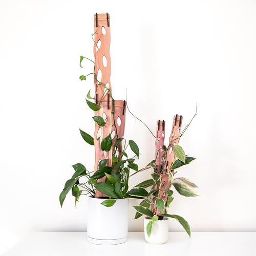 Treleaf Zella Grande Starter Kit Wooden Extendable Plant Trellis for Indoor Climbing Houseplants Modular Plant Support with 2 Bases + 2 Extensions - Moss Pole Alternative