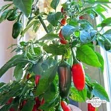 Giant Jalapeno, Peppers Plants for Indoor or Outdoors, Chilli Plants, 6 x Plug Plant Pack, Chillies, Ready to Plant, Mild Chillies, Ideal for Chili Peppers and Food Lovers
