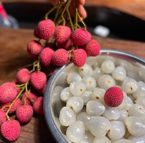 How to make litchi bonsai