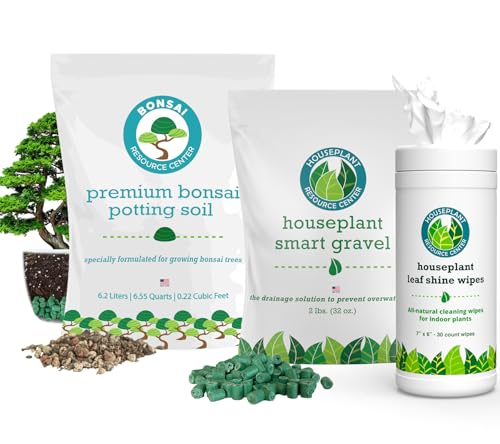 When should i repot my bonsai seedlings
