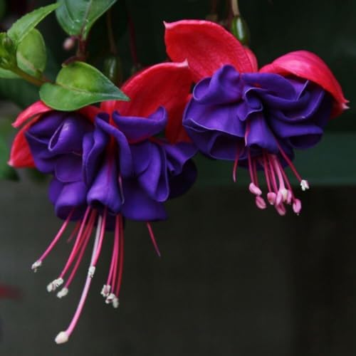 Plant Theory Fuchsia Dark Eyes Bedding Plants Trailing Hardy Fuchsia 9cm Pot