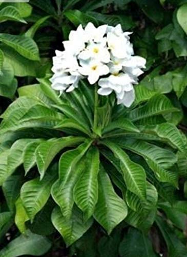 GREEEN Earth Plumeria pudica Live Plant (B08F4KBT4S) Amazon Price History, Amazon Price Tracker