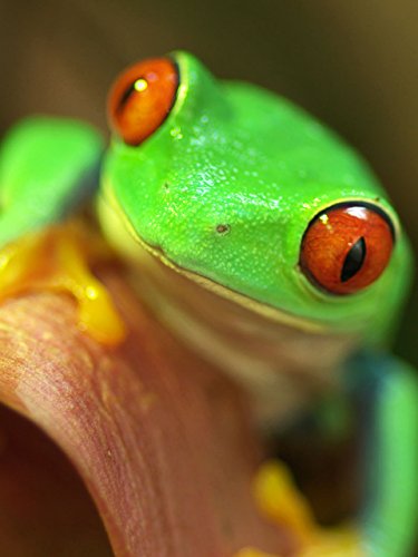 Mysteries of Evolution: Incredible Eye Adaptations